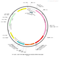 AAV-TRE-tight-hM3D(Gq)-mCherry-WPRE-hGH polyA