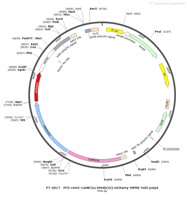 AAV-CaMKIIa-hM4D(Gi)-mCherry-WPRE-hGH polyA