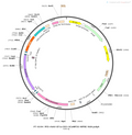 AAV-EF1α-DIO-GCaMP5G-WPRE-hGH polyA