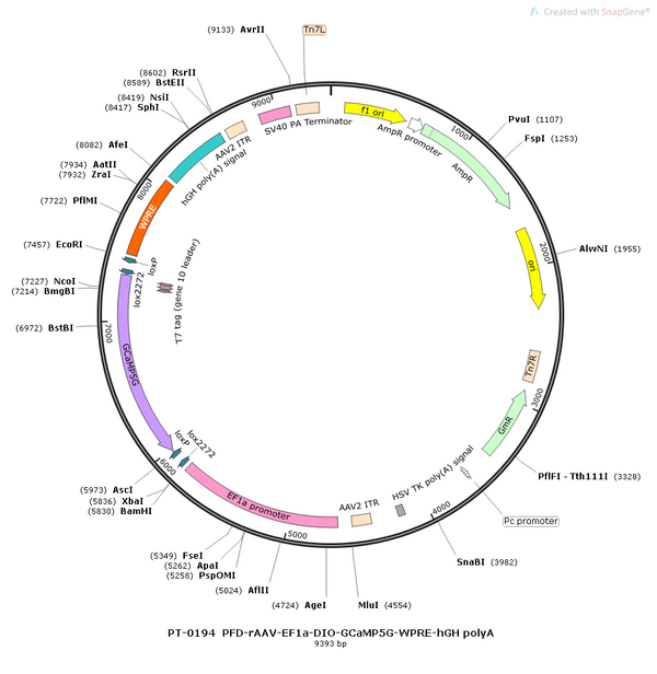 AAV-EF1α-DIO-GCaMP5G-WPRE-hGH polyA