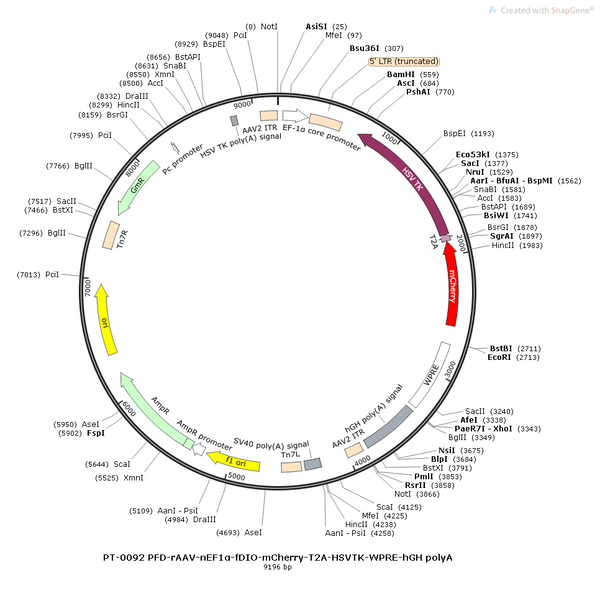 AAV-nEf1α-FDIO-mCherry-2A-TK-WPRE-hGH polyA