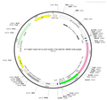 AAV-Ef1α-DIO-EGFP-2A-TK-WPRE-hGH polyA