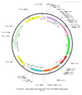 AAV-hSyn-DIO-His-EGFP-2A-TVA -WPRE-hGH polyA