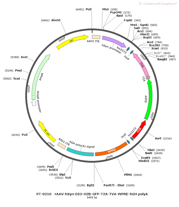 AAV-hSyn-DIO-His-EGFP-2A-TVA -WPRE-hGH polyA