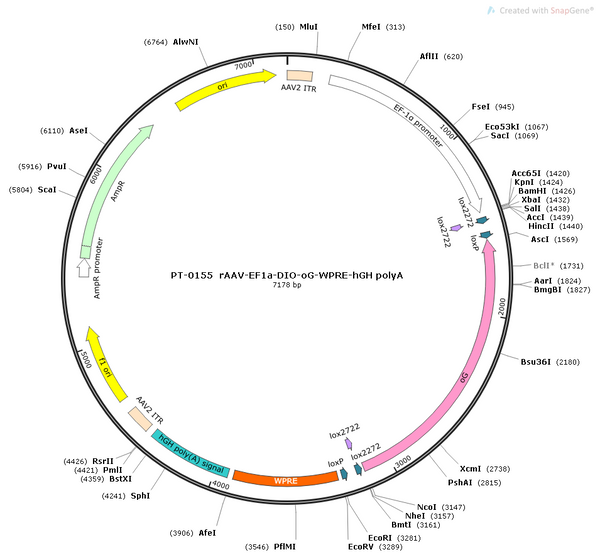 AAV-EF1α-DIO-oG-WPRE-hGH polyA