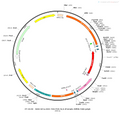 AAV-Ef1α-DIO-TVA-P2A-NLS-dTomato-WPRE-hGH polyA