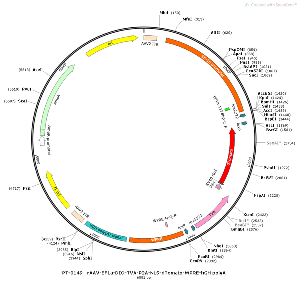AAV-Ef1α-DIO-TVA-P2A-NLS-dTomato-WPRE-hGH polyA