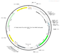AAV-Ef1α-DIO-EGFP-2A-TVA -WPRE-hGH polyA