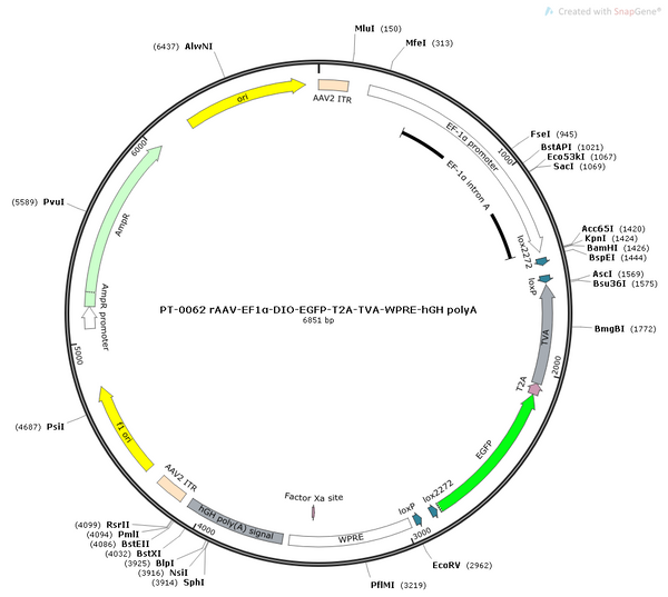 AAV-Ef1α-DIO-EGFP-2A-TVA -WPRE-hGH polyA