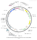 AAV-nEf1α-DIO-BFP-2A-TVA-2A-RVG -WPREs