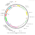 AAV-Ef1α-DIO-His-EGFP-2A-TVA-WPRE-hGH polyA
