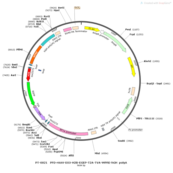 AAV-Ef1α-DIO-His-EGFP-2A-TVA-WPRE-hGH polyA