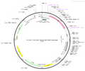 AAV-TRE3G-CRE-WPRE-hGH polyA
