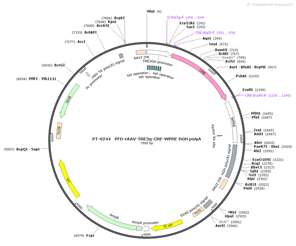 AAV-TRE3G-CRE-WPRE-hGH polyA