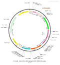 AAV-EF1α-fDIO-taCasp3-EGFP-WPRE-hGH polyA