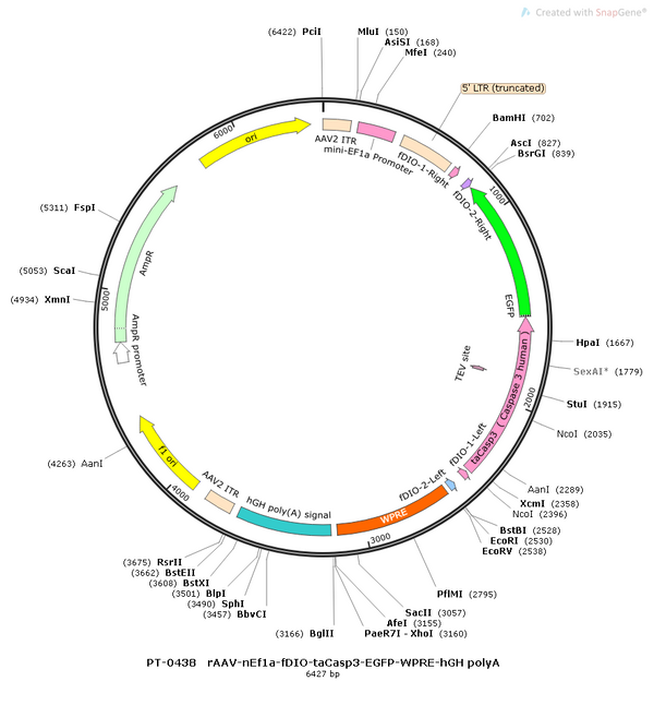 AAV-EF1α-fDIO-taCasp3-EGFP-WPRE-hGH polyA