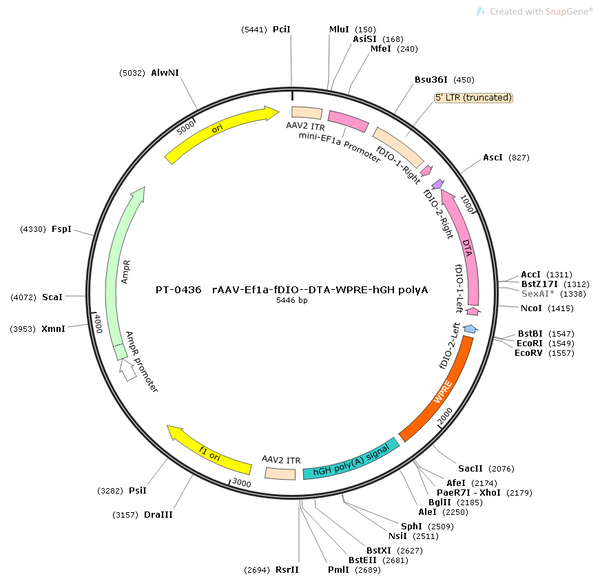 AAV-EF1α-fDIO-DTA-WPRE-hGH polyA