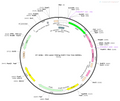 AAV-TRE3G-GFP-2A-TVA-WPRE-hGHpA