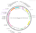 AAV-CaMKIIa-mito-cpYFP-WPRE-hGH polyA