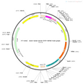 AAV-Grm6-EYFP-WPRE-hGH polyA