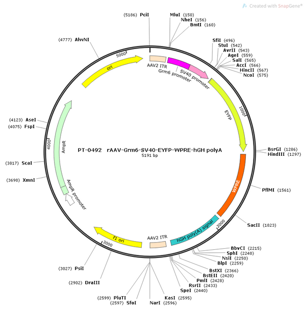 AAV-Grm6-EYFP-WPRE-hGH polyA