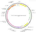 AAV-TBG-Luciferase-WPRE-bGH polyA