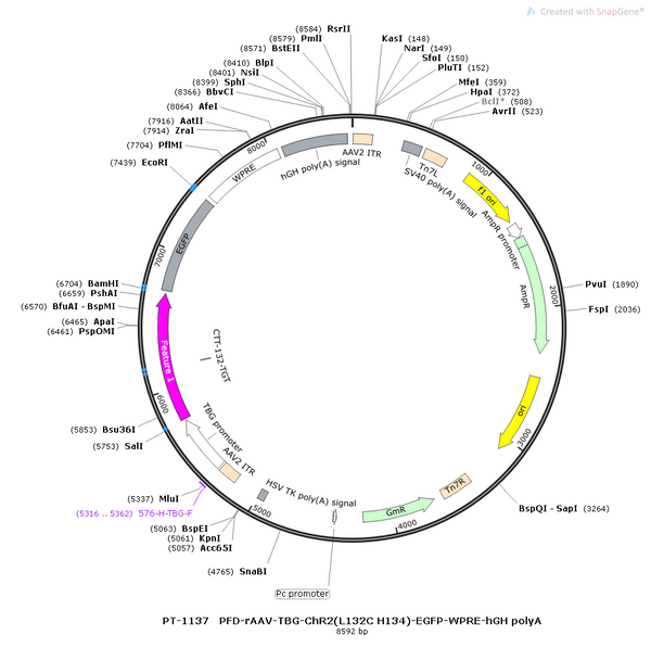AAV-TBG-hChR2-EGFP-WPRE-hGH polyA