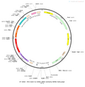 AAV-Cs-CRM4-aMHC-mCherry-WPRE-hGH polyA