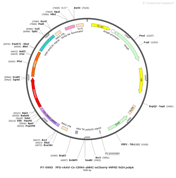 AAV-Cs-CRM4-aMHC-mCherry-WPRE-hGH polyA