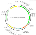 AAV-Ins-EGFP-WPRE-hGH polyA