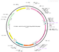 AAV-EF1α-DIO-Tau40-Flag-WPRE-hGH polyA