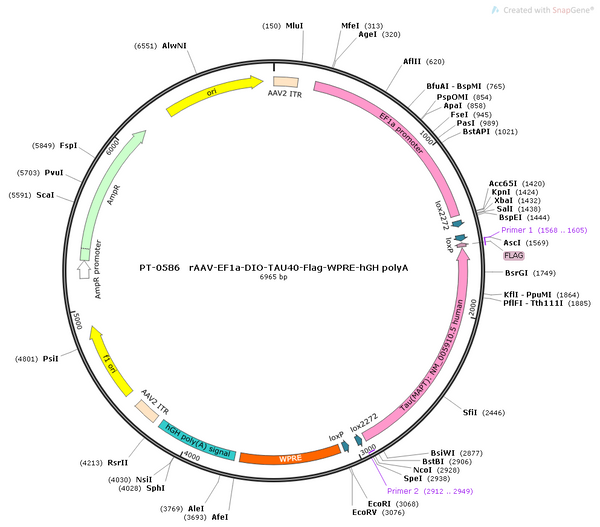 AAV-EF1α-DIO-Tau40-Flag-WPRE-hGH polyA