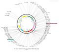 AAV-EF1α-DIO-Tau-mCherry-WPRE-hGH polyA