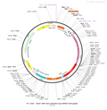 AAV-CMV-DIO-mCherry-tau-WPRE-hGH polyA