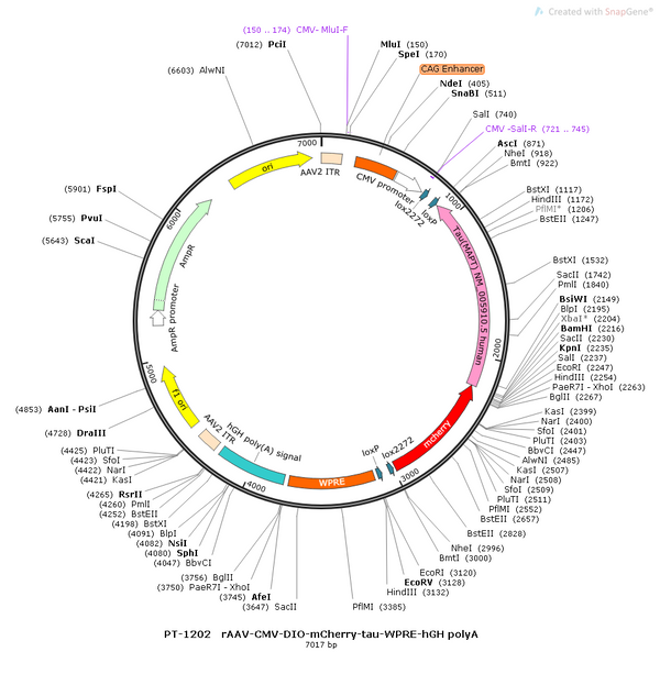 AAV-CMV-DIO-mCherry-tau-WPRE-hGH polyA