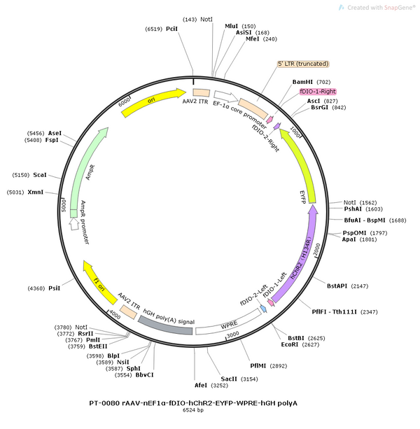 AAV-nEF1α-fDIO-hChR2(H134R)-EYFP-WPRE-hGH polyA