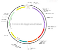 AAV-CS-CRM4-aMHC-hChR2(H134R)-mCherry-WPRE-hGH polyA