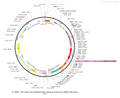 AAV-CAG-hChR2(H134R)-mCherry-nrxn1a rev-WPRE-hGH polyA