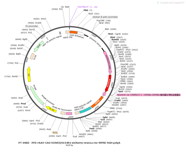AAV-CAG-hChR2(H134R)-mCherry-nrxn1a rev-WPRE-hGH polyA