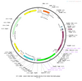 AAV-CMV-DIO-eNpHR3.0(V5)-F2A-ChR2-HA-hGH polyA