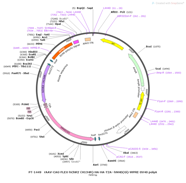 AAV-CAG-FLEX-hChR2(H134R)-HA-hM4D(Gi)-WPRE-SV40 polyA