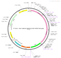 AAV-CaMKIIa-hM4D(Gi)-EGFP-WPRE-hGH polyA