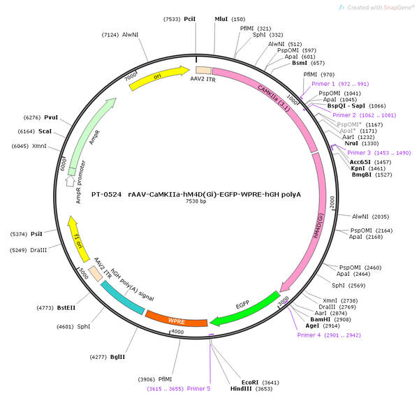 AAV-CaMKIIa-hM4D(Gi)-EGFP-WPRE-hGH polyA