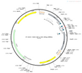 AAV-nEF1α-DIO-3Flag-WPREs-pA