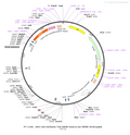 AAV-CAG-mCherry-T2A-hM4D-nrxn1a rev-WPRE-SV40 polyA