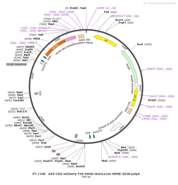 AAV-CAG-mCherry-T2A-hM4D-nrxn1a rev-WPRE-SV40 polyA