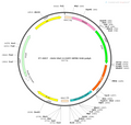 AAV-Dlx5/6-EGFP-WPRE-hGH polyA