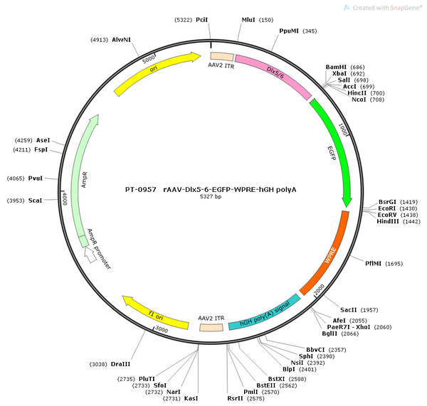 AAV-Dlx5/6-EGFP-WPRE-hGH polyA