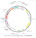 AAV-Dlx5/6-DIO-mCherry-WPRE-hGH polyA