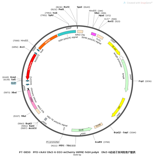 AAV-Dlx5/6-DIO-mCherry-WPRE-hGH polyA